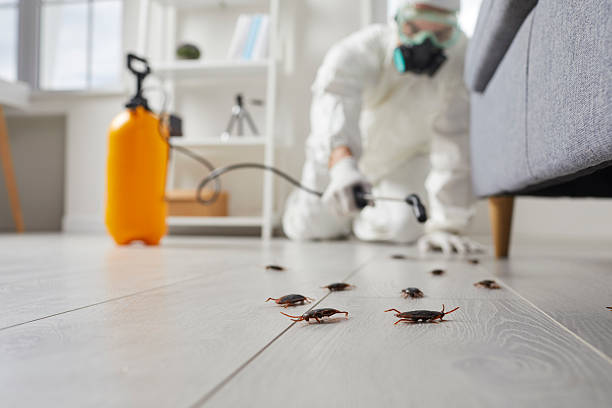 Post-Treatment Bed Bug Interceptor Monitoring in Dublin